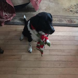 Meet your Posher, Nina